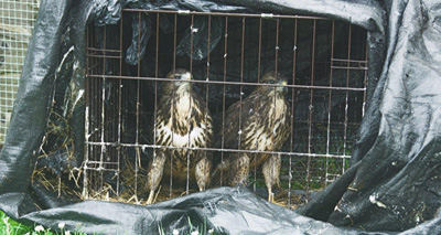 Buzzards left in a cage outside wildlife centre