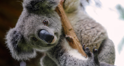 Koalas learn to use safe passages