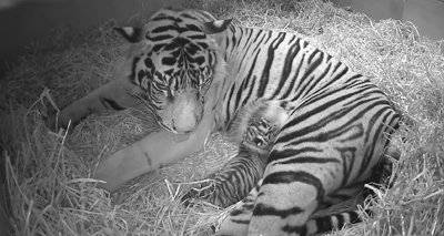 Critically endangered twin tiger cubs born