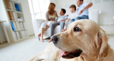 Dogs help families with autistic children, study finds