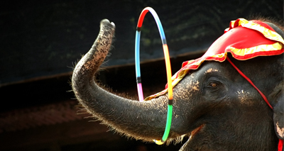 Review supports ban on wild animals in circuses