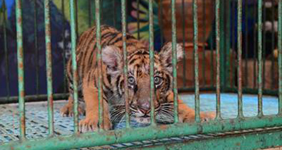 Global charity exposes tiger 'selfie' suffering