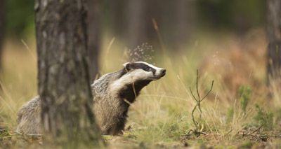 Researchers seek evidence of TB in badger roadkill