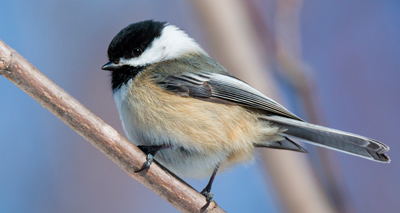 Novel virus linked to mystery beak disorder