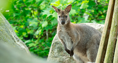 Project offers clues on Isle of Man wallabies