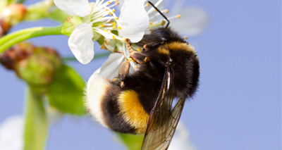 Virus alters plant's scent to attract bumblebees