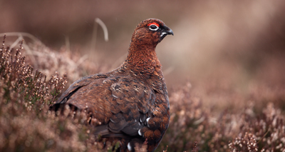 Petition on grouse shooting ban reaches 100,000 signatures