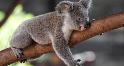 Calls to end destruction of koala habitat in Queensland