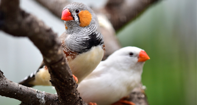 Research reveals embryonic hearing abilities in birds