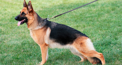 Steps taken to address GSD concerns