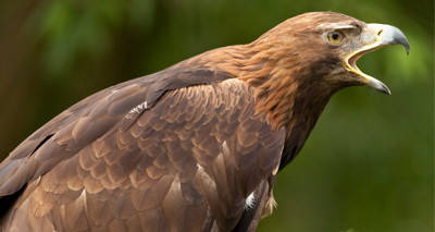 Eight golden eagles vanish in Scotland