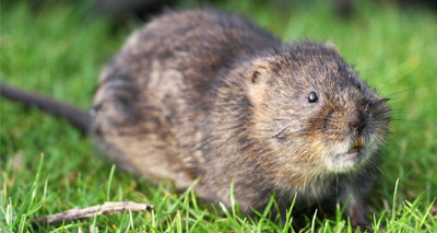 Threatened water voles return to Yorkshire