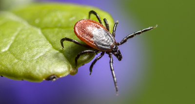 Babesiosis outbreak under control, study suggests