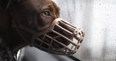 Lack of evidence to support BSL, report suggests