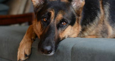 Promising early results for dog ageing study