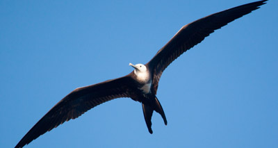 Researchers find birds sleep during flight