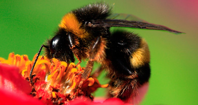 Neonicotinoids linked to large-scale bee declines