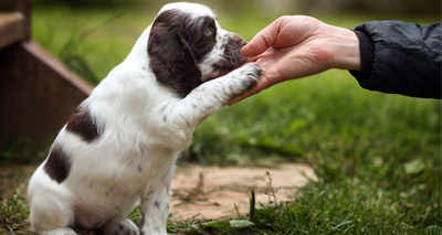 Dogs prefer praise over treats, study finds