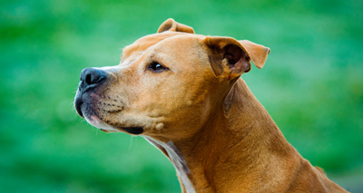 Breed specific legislation branded 'unscientific'