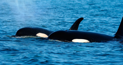 Killer whales offer clues on human menopause