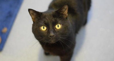 Westminster welcomes third Battersea mouser