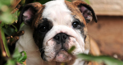 Study sheds light on bladder stones in bulldogs
