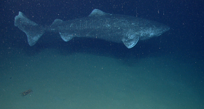 Greenland sharks are the 'longest-living vertebrate'