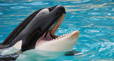 New bill to ban orca breeding and performances in California