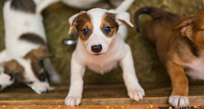 MCR-1 gene found in pets in China