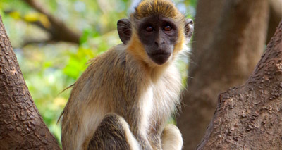 Green monkeys 'acquired S. aureus from humans'