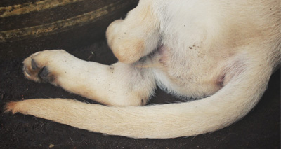 Potential risk factors for limber tail revealed
