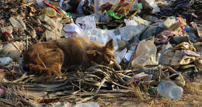 Help vaccinate stray dogs on World Rabies Day