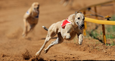 Greyhound review 'a missed opportunity'