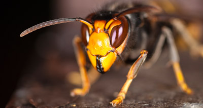 Asian hornet spotted in UK for first time