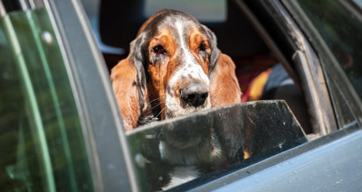 Over a quarter 'never restrain dogs in the car'