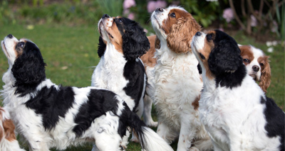 Syringomyelia affects 'one in 60' Cavaliers