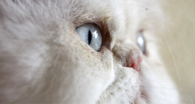 Flat-faced cats 'may suffer breathing problems'