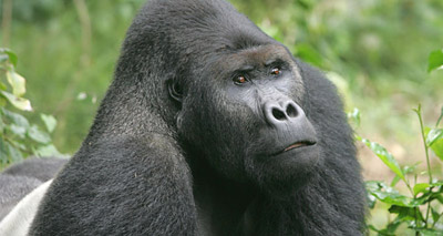 Eastern lowland gorillas on brink of extinction