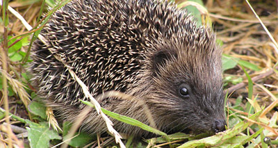 Hedgehogs facing 'major threat' from HS2 lorry park