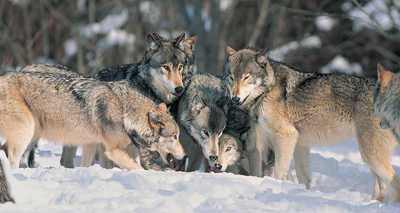 Wolves 'more prone to risk taking' than dogs