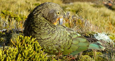 World’s only alpine parrot facing extinction