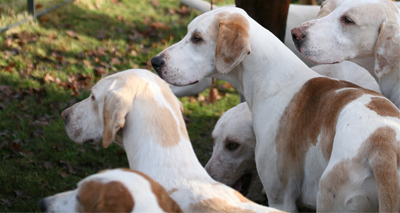 Study provides evidence that dogs are our ancient hunting companions