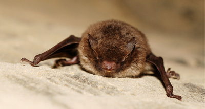 Vets warned over two cases of EBLV-2 in bats