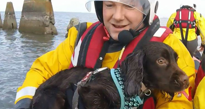 Dog owners warned about coastline dangers