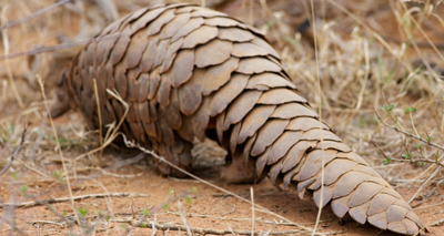 Cites meeting increases pangolin protection