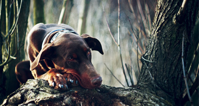 Sandringham Estate warns of mystery dog illness