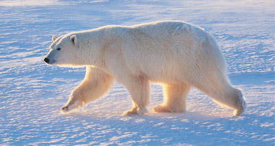 Polar bears facing shorter sea ice season