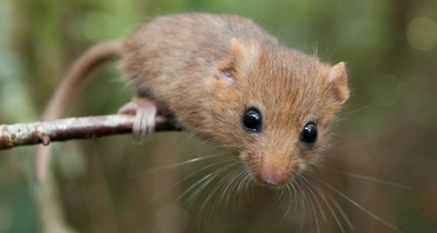 Dormice numbers fall by a third