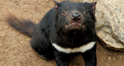 Study shows hope for future of Tasmanian devils