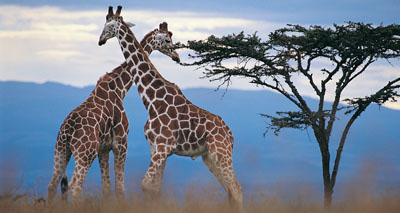 Giraffe are four species, not one